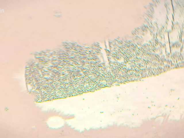 Vai a chattare su Taanni Taanni