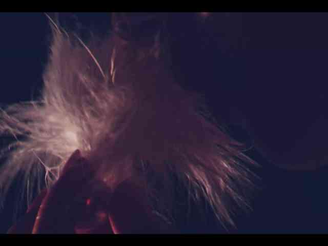 Taanni webcam