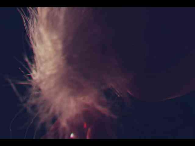 Taanni webcam