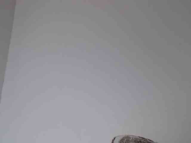 ke-moll webcam