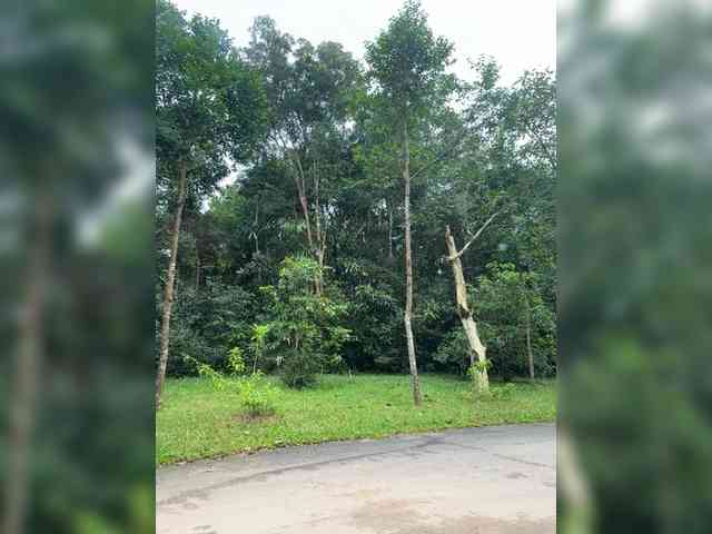 MoanaQliphoth webcam