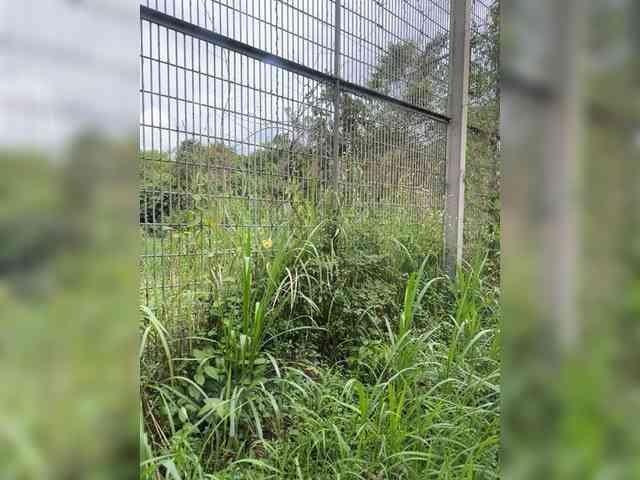 MoanaQliphoth webcam