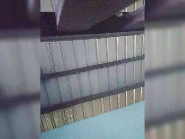 princillah1 webcam