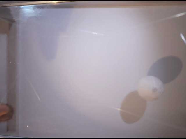 Entrez le videochat erotique avec le
modèle HeyBanana HeyBanana