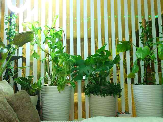 -Violettttta- webcam