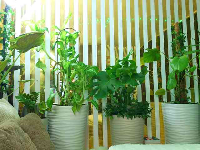 -Violettttta- webcam