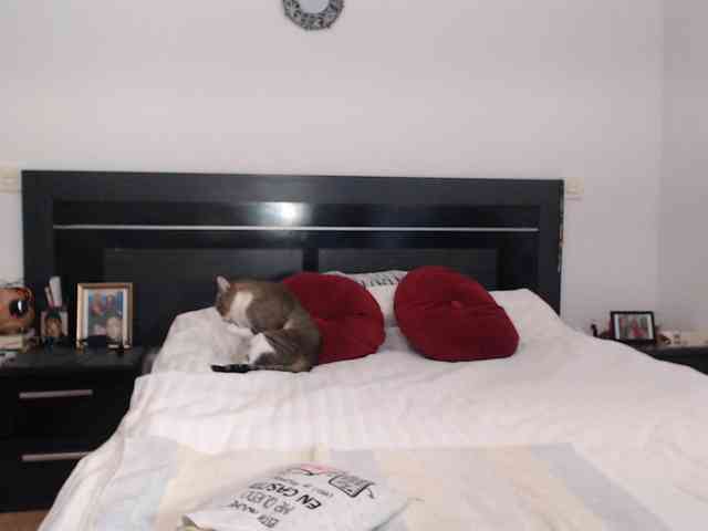 angycougar webcam