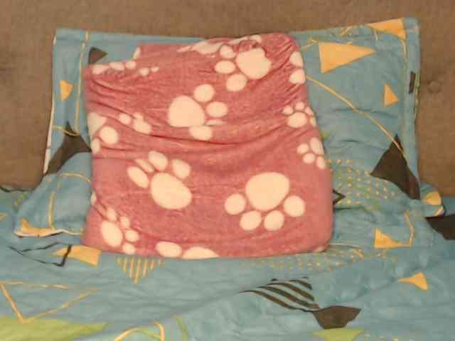 lolapaz webcam