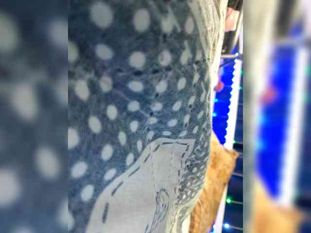 kiskaWEDNESDAY webcam