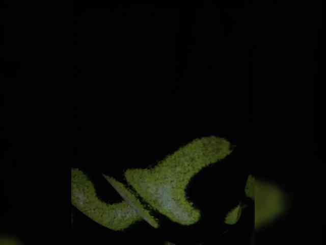 naked_taxi_dispatcher webcam