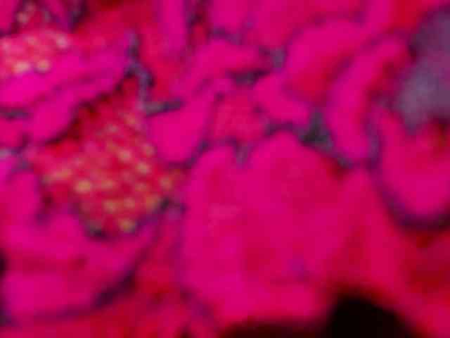 SharlotRodriguez webcam