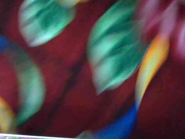 Bong-999 webcam