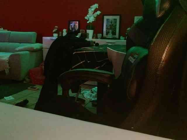 Petitoiseaucoquine webcam