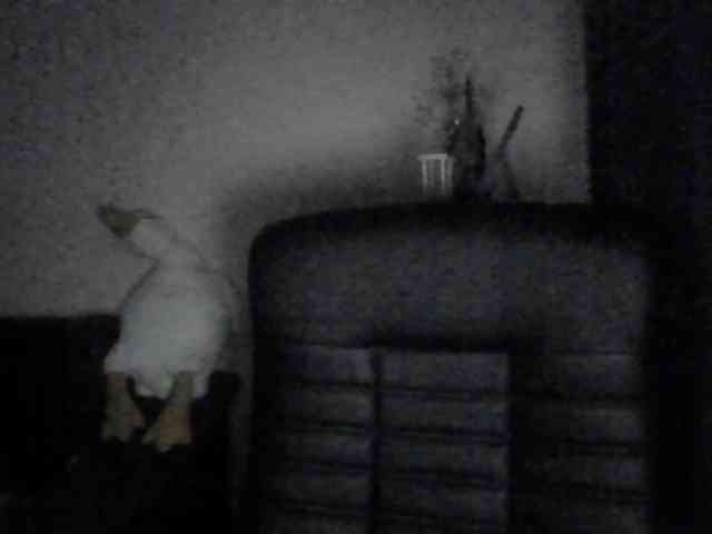 Ornotores_wers webcam