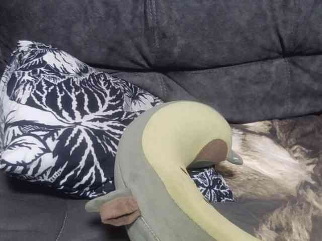 Ornotores_wers webcam