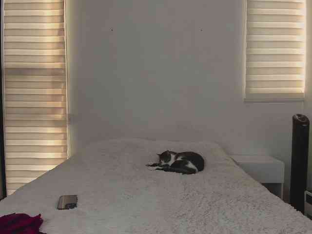 tigerbaby_ webcam