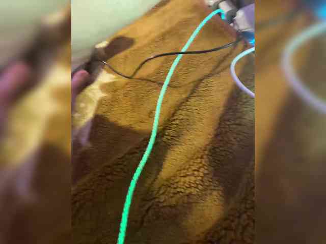 TUYA2 webcam