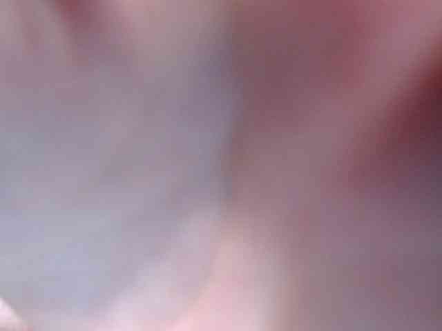 Lovvebirds webcam