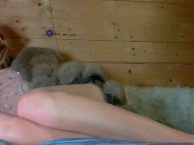 Sccarlets webcam