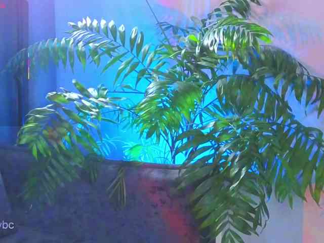 HotKsy webcam