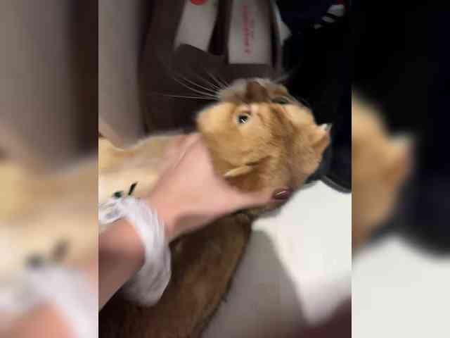 Angel-VICT0RY webcam