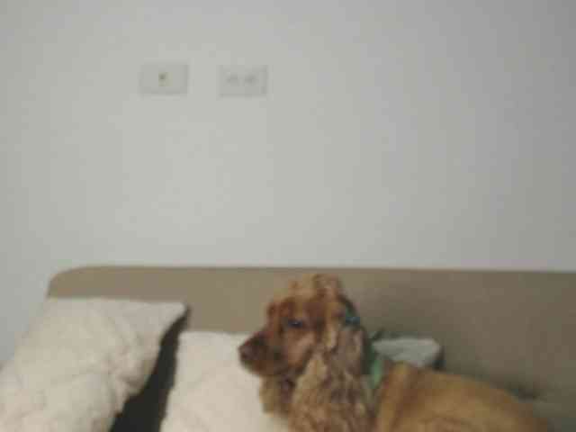 Polet-Lambertt webcam