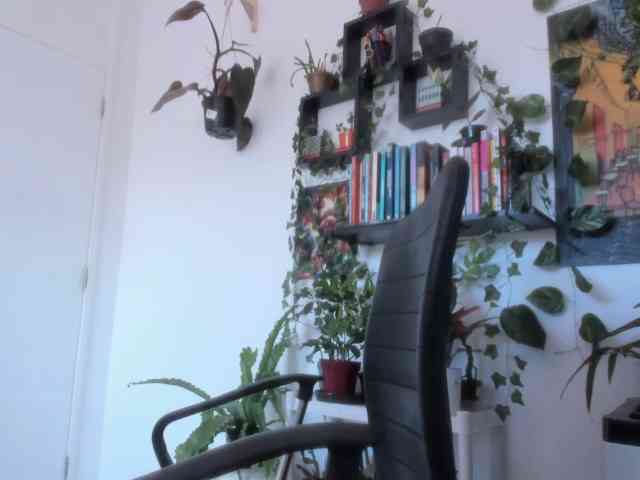 talimajesty webcam