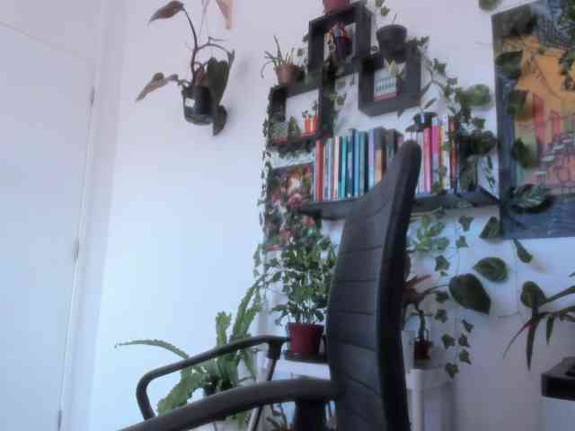talimajesty webcam