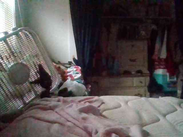 starlight1983 webcam