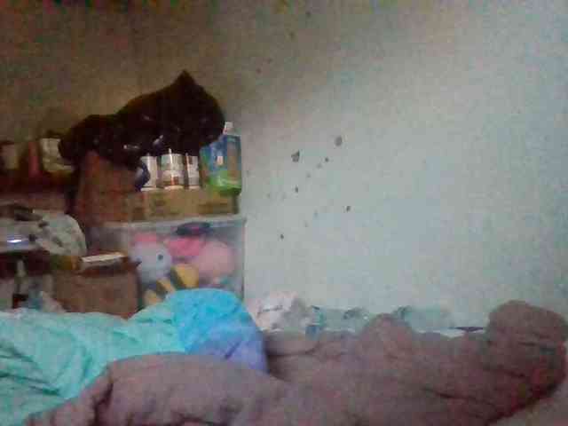starlight1983 webcam