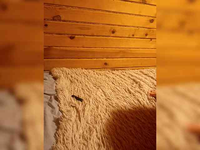 KoschkaMur webcam