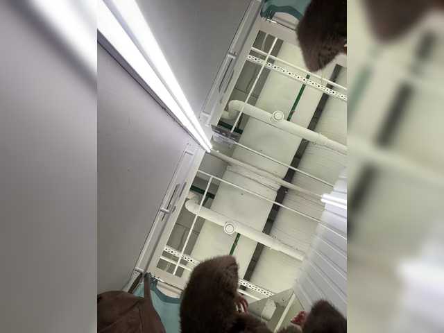 Accedi alla chat con il nickname -Sasha-Orlova- -Sasha-Orlova-