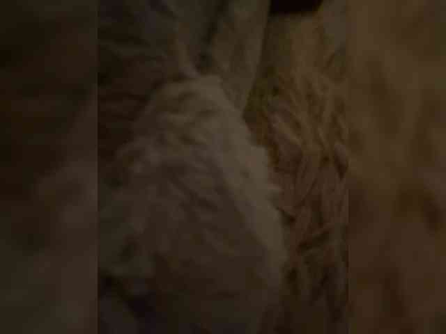 neoripliz webcam