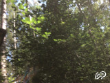 dickchef's snapshot 3