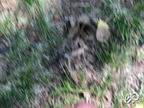 dickchef's snapshot 2