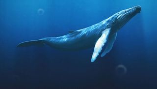 I dream of seeing whales