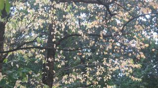 I want to plant a tree