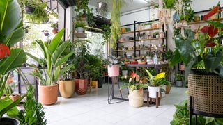Plant shop ?