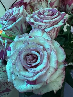 Roses