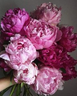 Favorite flowers