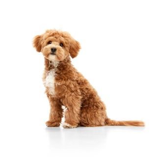 Puppy