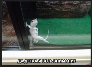 Большая аудитория девушек