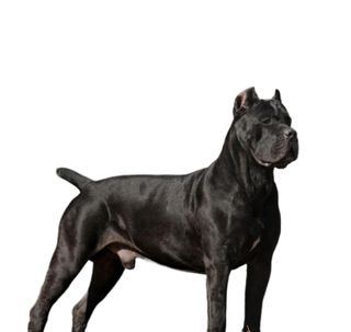 I have dog