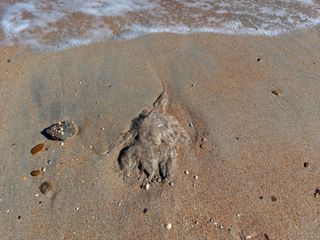 Sea