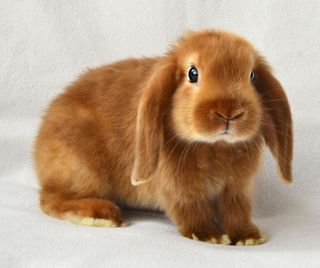 Rabbit