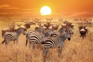 African Safari
