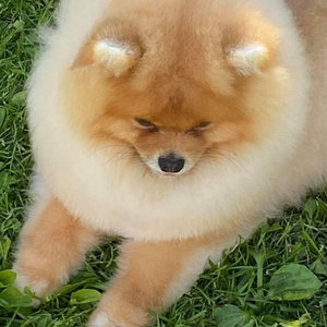 give a spitz