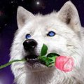 balu696