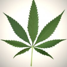 Cannabis7