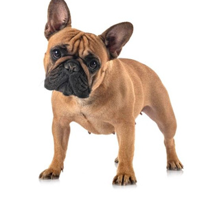 Frenchie